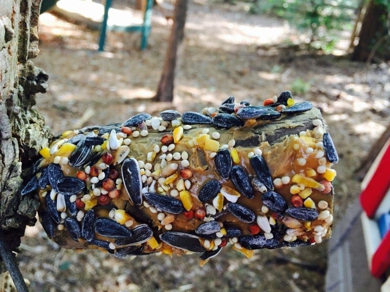 Summer Survival Bird Feeder Craft