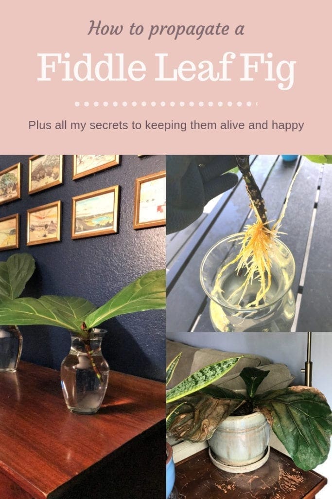 Fiddle Leaf Fig Tree