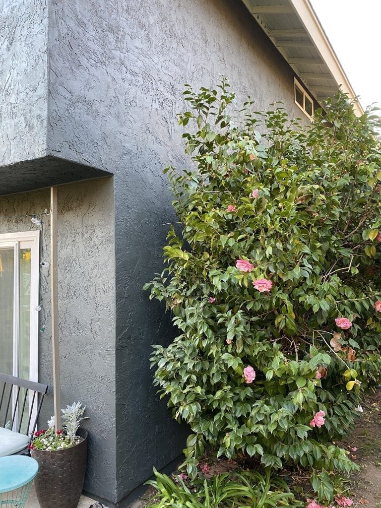 Exterior house paint transformation. Dark house against pink flowering bush.