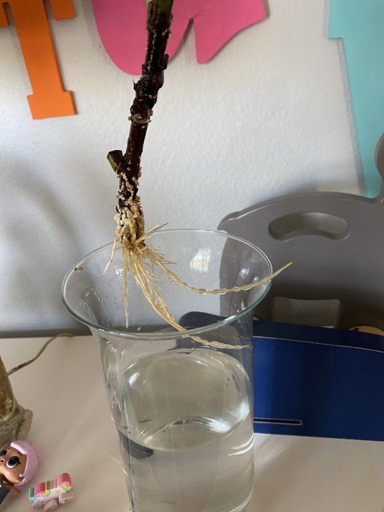 Fiddle Leaf Fig Roots